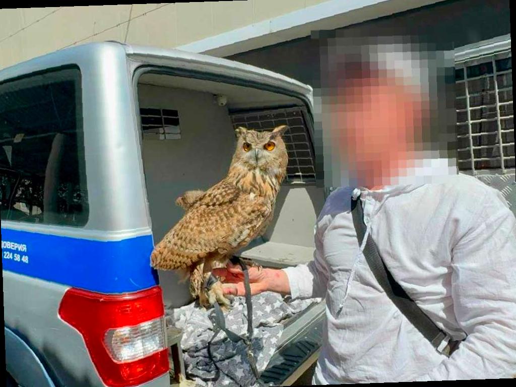 Приезжий с хищными птицами: в Адлере пресекли незаконный бизнес