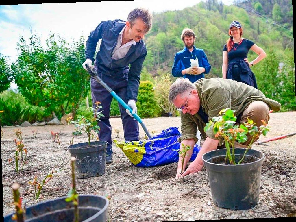 Новый сорт розы «Курорт «Роза Хутор» от рязанского селекционера