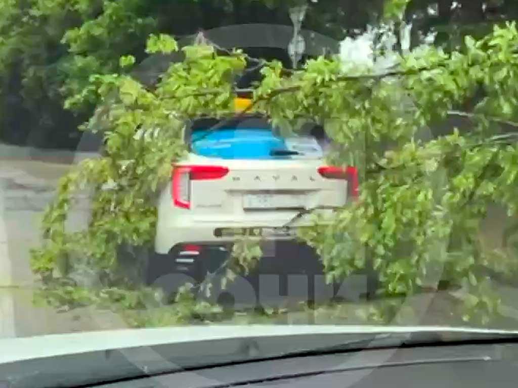 Дерево упало на автомобиль в Дагомысе после ливня