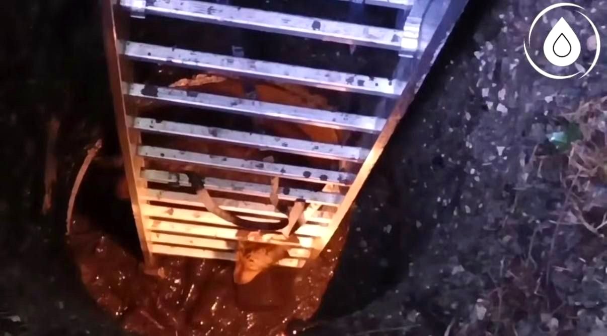 Сотрудники водоканала Сочи извлекли собаку из колодца глубиной 8 метров