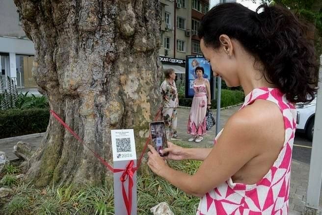 Три столетних дерева-патриарха внесены в реестр Сочи с QR-кодами